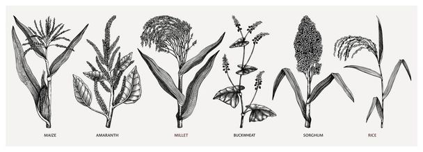 Hand drawn cereal crops set - maize, millet, sorghum, rice, buckwheat, amaranth sketches . Healthy farm plants collection. Vector vegetables drawing in engraved style. Vegetables illustrations. Great for packaging, menu, label, icon. - Vektor, Bild