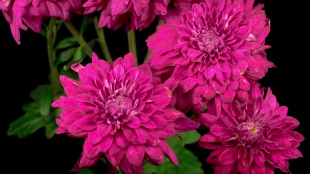 Time Lapse of Beautiful Pink Chrysanthemum Virág megnyitása ellen fekete háttér. - Felvétel, videó