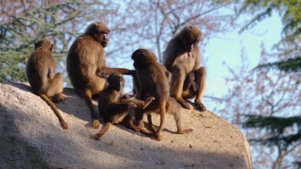 A view bleeding heart monkeys  on rock - Felvétel, videó