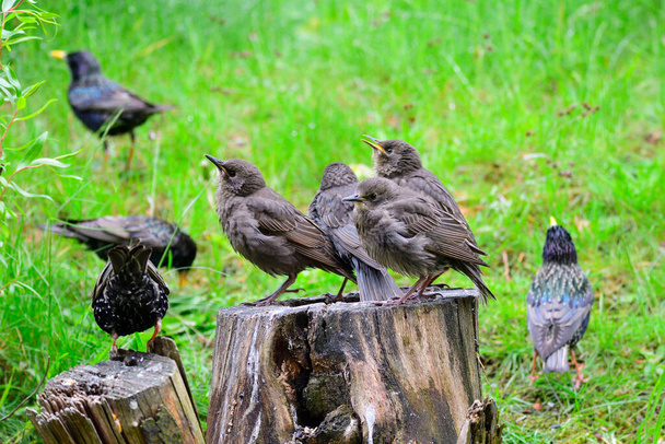 Young common starlings waiting for food - Photo, Image