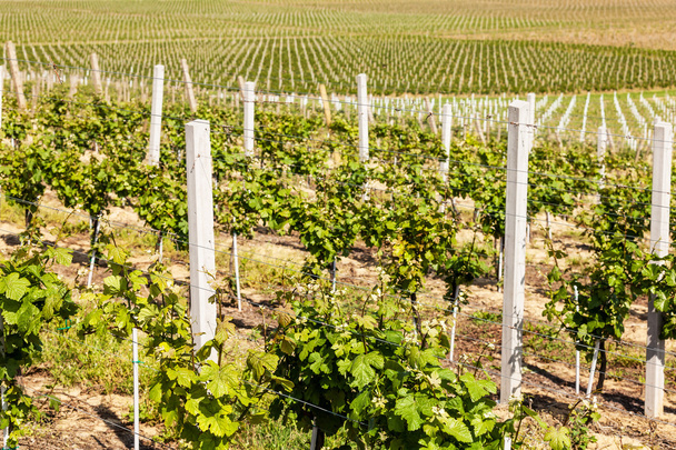 Beautiful rows of young grapes in the countryside with the wine - Photo, Image