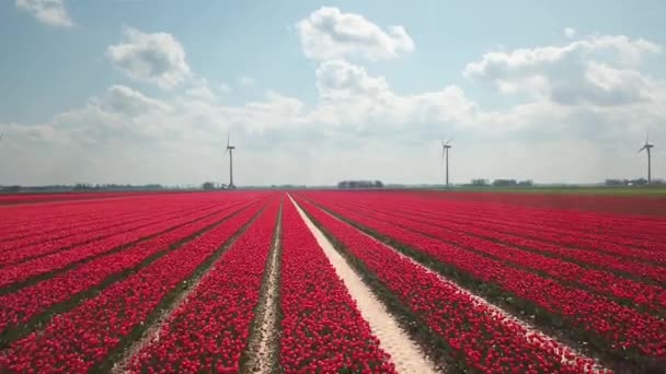 Drone shot repül Tulip mezők felett Flevopolder Hollandiában közel hely Dronten - Felvétel, videó