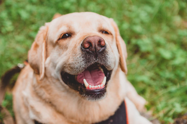 Boldog Labrador retriever fekszik a füvön, és mosolyog. Kutya séta a parkban - Fotó, kép