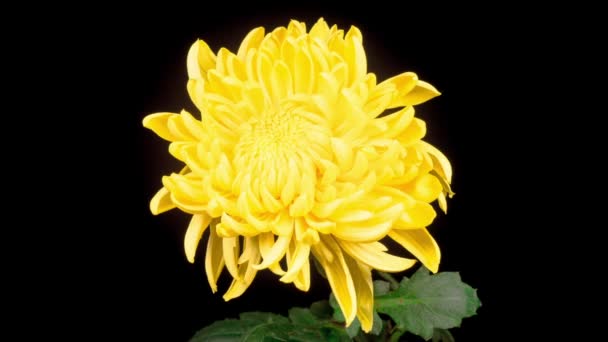 Tijd verstrijken van mooie gele chrysant bloem Opening tegen een zwarte achtergrond. - Video