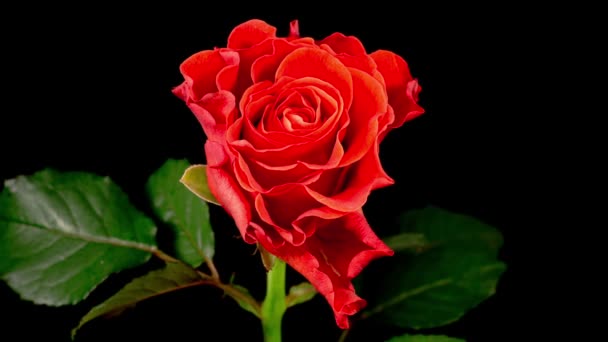 Gyönyörű idő Lapse a nyitás és a Withers Coral Rose Flower fekete háttér. - Felvétel, videó