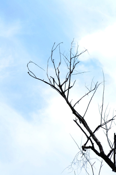 Twigs branching - Photo, Image