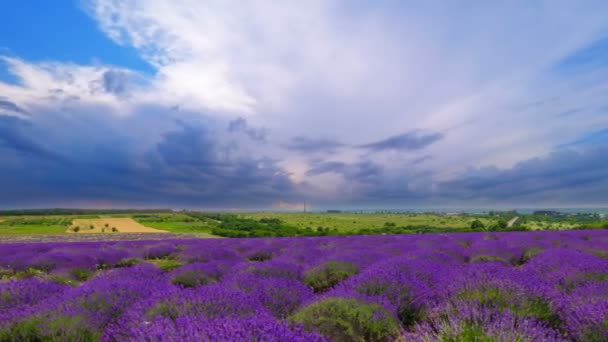 Tijdsverloop van pluizige wolken over een veld van lavendel.  - Video