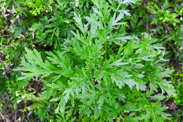 Ragweed bokrok. Ambrosia artemisiifolia cserjék, amelyek allergiás reakciókat okoznak. A fiatal bokrok még nem virágoztak ambróziába. Közelkép. Szelektív fókusz. - Fotó, kép