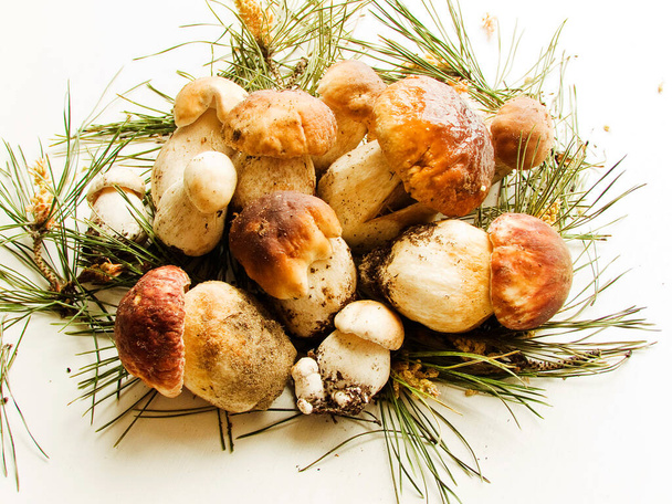 Fresh Boletus edulis or Cep, Porcini mushrooms on the wooden background/ Shallow dof. - Photo, Image