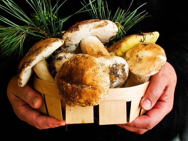 Fresh Boletus edulis or Cep, Porcini mushrooms on the wooden background/ Shallow dof. - Photo, Image