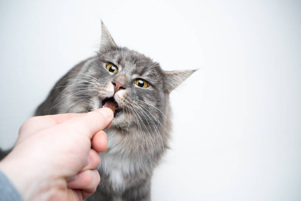 домашня тварина власник годує кішку
 - Фото, зображення