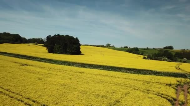 Luchtfoto van gele koolzaadvelden op de Cotswold heuvels in Engeland - Video
