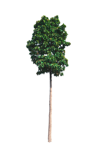 Dipterocarpus tuberculatus Roxb. Izolacja na białym tle - Zdjęcie, obraz