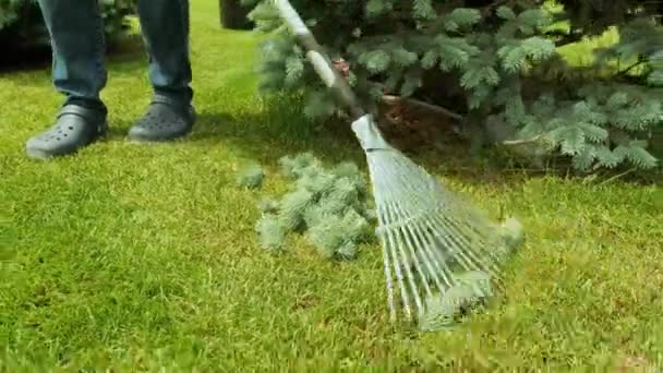 Processo di rapina. Giardiniere rastrello rami di abete rosso dopo la tosatura di un albero di conifera blu e pino.  - Filmati, video