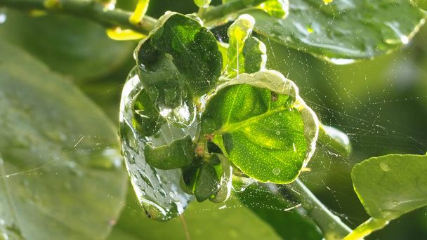 クローズアップレモンの葉、ぼやけた緑の背景、レモンの葉に焦点を当てる. - 写真・画像