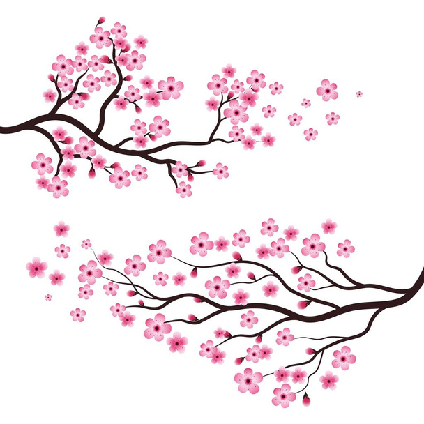 Sakura Güzellik Çiçeği Vektör Resim Tasarımı - Vektör, Görsel