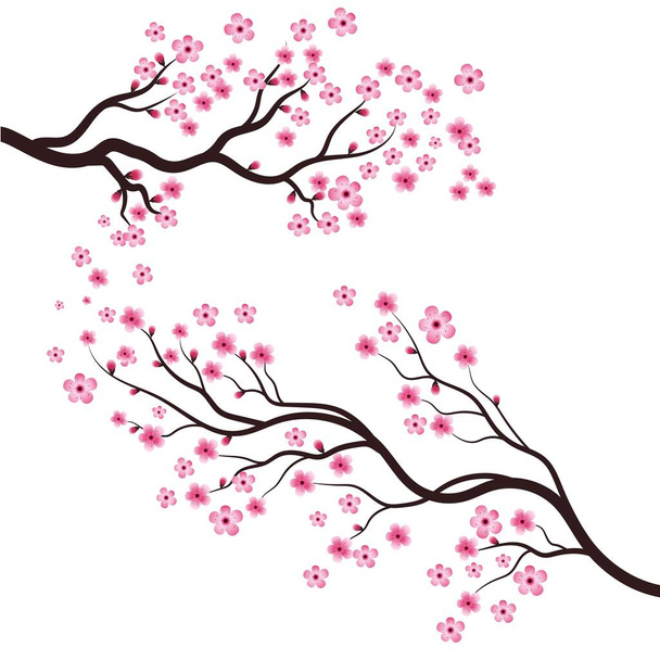 Sakura piękno kwiat wektor ikona ilustracja projekt - Wektor, obraz