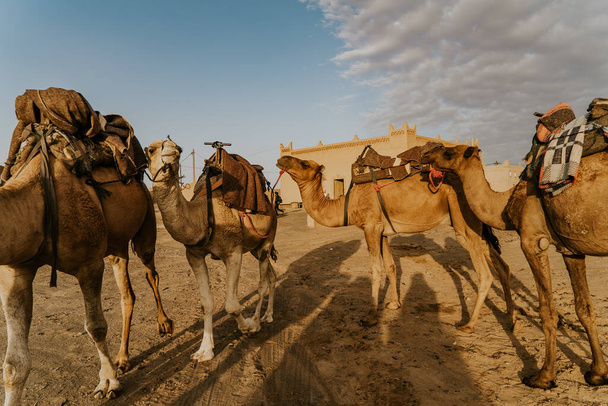 モロッコ- 2019年9月28日:モロッコ、メルツーガの砂漠のラクダ - 写真・画像