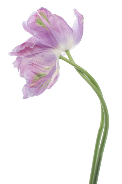tulip - Valokuva, kuva