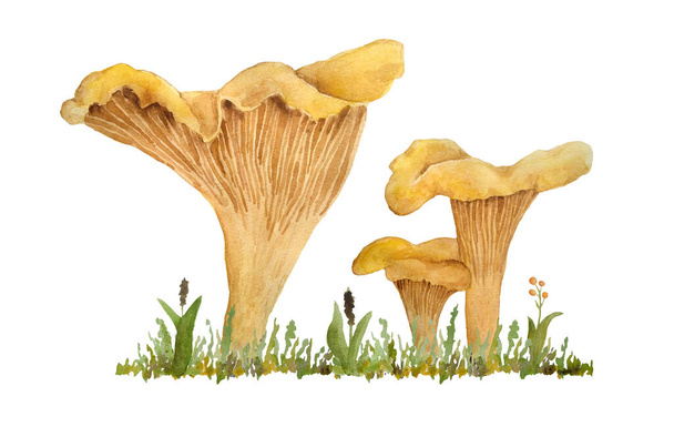 シャンテレルシバリウス食用野生真菌キノコの手描き水彩イラスト。森の森の草の中でオレンジ黄色の真菌。天然植物自然収穫キノコ。現実的なデザイン - 写真・画像
