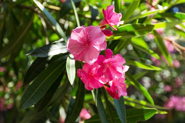 Oleander pink lat. Nerium is an evergreen southern plant. Pink exotic flowers in selective focus. Beautiful background for a postcard. Summer bright flower. Subtropical plant. - Photo, Image