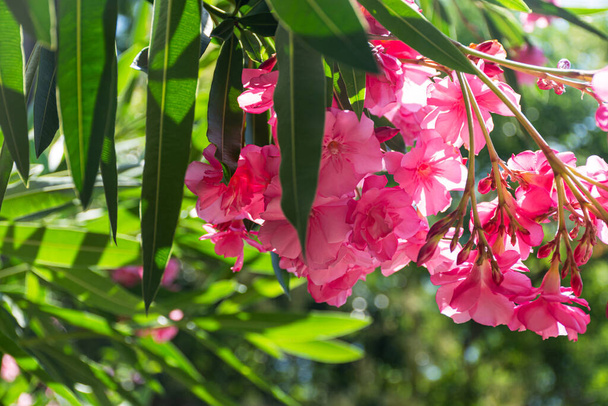 Oleander pembe latin. Neryum her daim yeşil olan bir güney bitkisidir. Seçici odak noktasında pembe egzotik çiçekler. Bir kartpostal için güzel bir geçmiş. Parlak yaz çiçeği. Subtropikal bitki. - Fotoğraf, Görsel