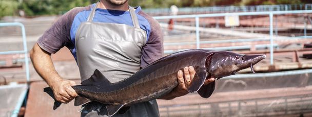 Fabrika işçisinin balıkçısının elinde kocaman gri bir balık. Çiftlikte mersin balığı ve beluga üretimi ve yetiştirilmesi. Balıkçılık teması - Fotoğraf, Görsel