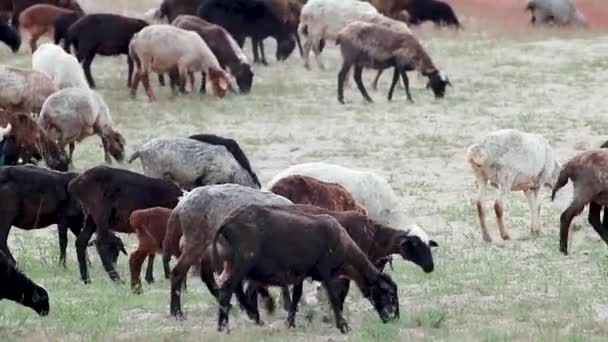 砂丘近くの牧草地で餌を与えるヤギ。ウクライナ、ハリコフ地域の風景でKitsevka砂漠丘陵砂。春の砂漠 - 映像、動画