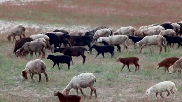 Mladé kozy kráčející na pastevním poli se zelenou a červenou trávou. Kitsevka pouštní kopcovité písky na Ukrajině, Charkov krajina - Záběry, video