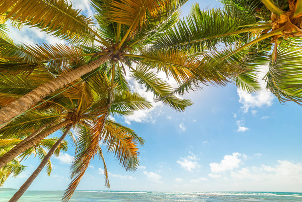 Palmy u moře na pláži Bois Jolan, Guadeloupe. Menší Antily, Karibské moře - Fotografie, Obrázek