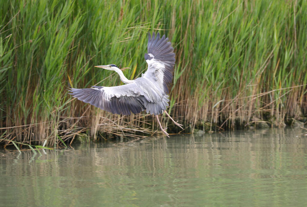 pássaro chamado garça cinzenta ou ardea cinerea na lagoa enquanto voa
 - Foto, Imagem