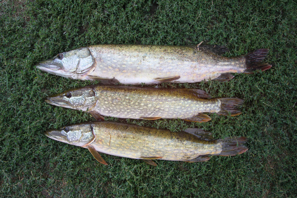 Prachtige snoek op de grond met gras en schoolbord. Gevangen vis vissen door een visser. Voorraad foto achtergrond - Foto, afbeelding