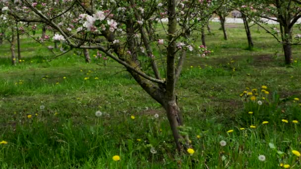 Omhoog pan van appelboom in bloesem - Video