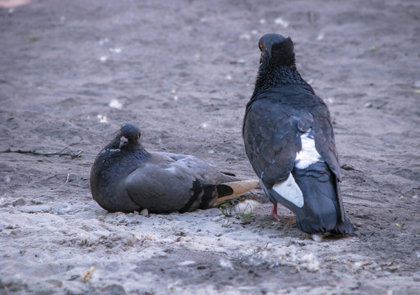 Beautiful dark pair of pigeons mating game. Birds play on the ground. Stock romantic background. - Foto, Bild