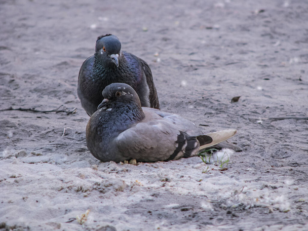 Beautiful dark pair of pigeons mating game. Birds play on the ground. Stock romantic background. - 写真・画像