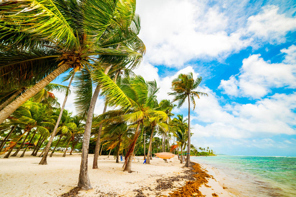 Palmeiras de coco na praia de Bois Jolan em Guadalupe, Índios ocidentais franceses. Pequenas Antilhas, mar das Caraíbas
 - Foto, Imagem