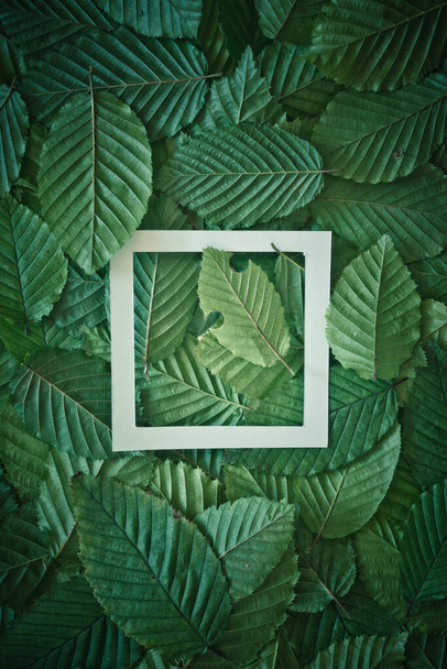 Creative layout made of hophorn ironwood green leaves. Flat lay. Nature background - Photo, Image