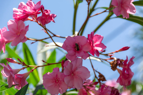 Oleander ροζ λάτ. Το Νέριουμ είναι ένα αειθαλές νότιο φυτό. Ροζ εξωτικά λουλούδια σε επιλεκτική εστίαση. Ωραίο φόντο για καρτ ποστάλ. Λαμπερό καλοκαιρινό λουλούδι. Υποτροπικό φυτό. - Φωτογραφία, εικόνα