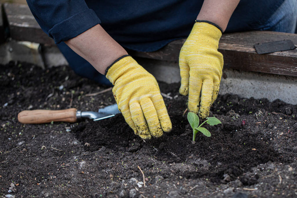 Womens hands in gloves plant flowers in soil with showel. Gardening concept - Zdjęcie, obraz
