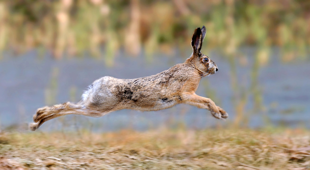 Hare - Photo, Image
