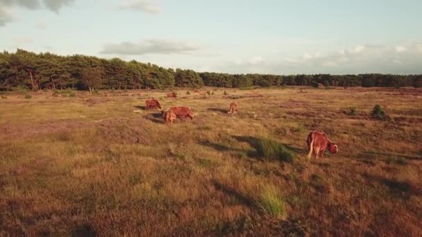 Highlanders escoceses en los campos de brezo florecientes púrpura en los Países Bajos, Aérea - Imágenes, Vídeo