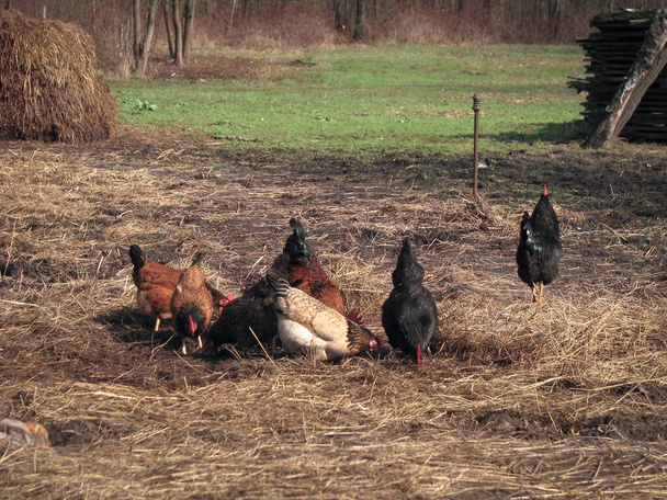 Kakas és tyúkok a faluban a természetben. Csirkék és madarak a baromfitelepen. Készletfotó háttér - Fotó, kép