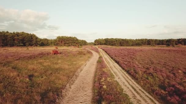 Aerea di bella erica viola vicino Hilversum in Olanda - Filmati, video