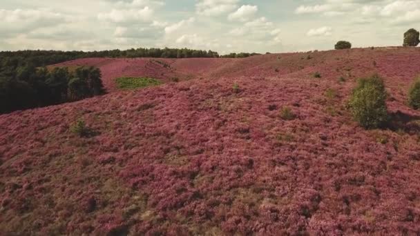 Aérea de hermoso brezo púrpura cerca de Hilversum en Holanda - Metraje, vídeo