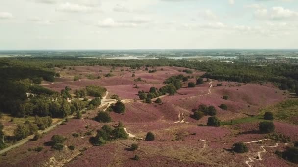 Vzduch krásných purpurových vřesovišť v národním parku Posbank v Nizozemsku. - Záběry, video