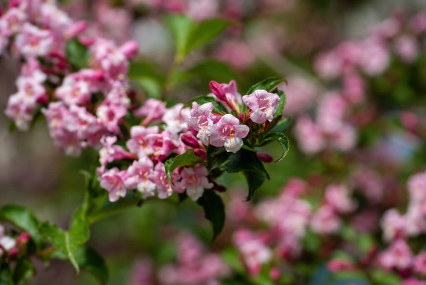 Όμορφο κλαδί από ροζ λουλούδια weigela στον κήπο το καλοκαίρι. - Φωτογραφία, εικόνα