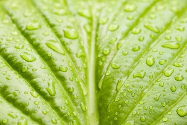 grünes Hosta-Blatt mit Regentropfen aus nächster Nähe - Foto, Bild
