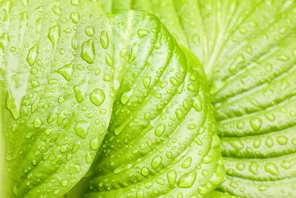 green Hosta leaf with rain drops close-up - Photo, Image