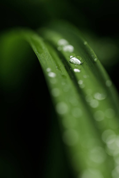 Крупним планом водяні пагони котиться на зеленому листі в саду після дощу
 - Фото, зображення