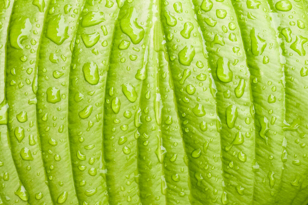 foglia Hosta verde con gocce di pioggia primo piano - Foto, immagini